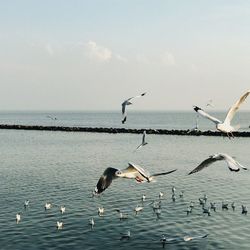 Birds flying over sea against sky