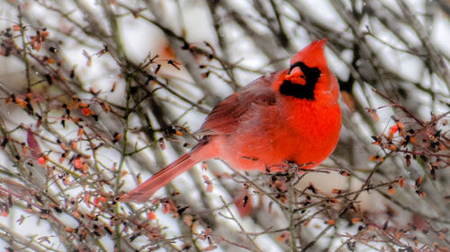 Close-up of a bird perching on branch