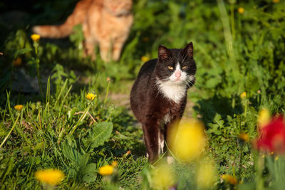 Portrait of a cat on field