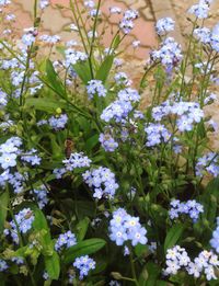 Close-up of purple flowers blooming outdoors