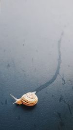 High angle view of snail on beach