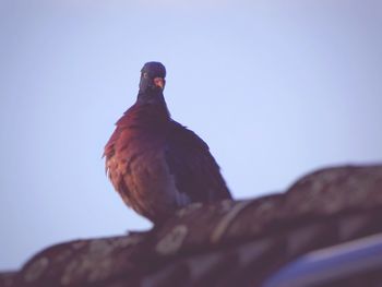 Low angle view of bird perching on blue sky