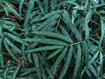 Full frame shot of wet plant leaves