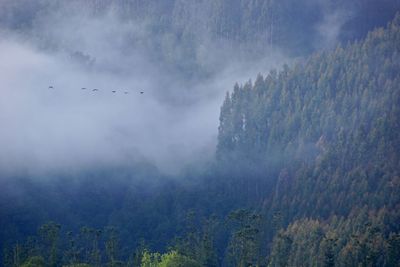 Birds flying over trees against sky