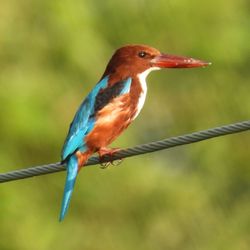 bird