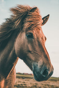 Close-up portrait of a horse