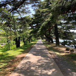 Empty road along trees