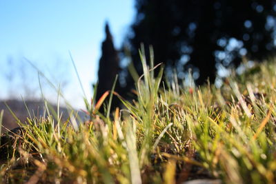 Surface level of grass on field against sky