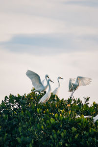 Birds flying in the sky