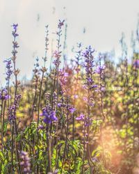 Close-up of purple flowers blooming against sky