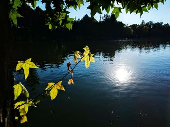 Reflection of trees in lake