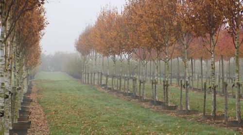 Trees on field against sky during autumn