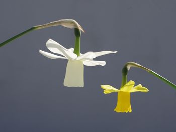 Close-up of yellow and white daffodils against gray background