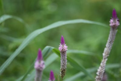 Close-up of flower against blurred background