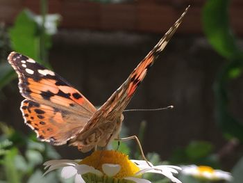 Close-up of butterfly pollinating on flower