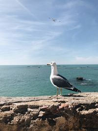 Seagull flying over sea against sky