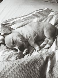 Close-up of sleeping cat