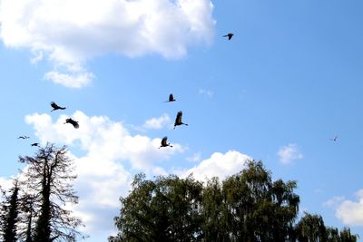 Low angle view of birds flying in sky