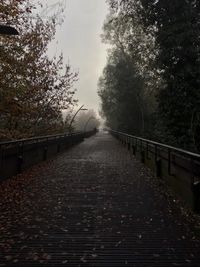 Empty footpath amidst trees against sky