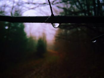 Close-up of dew drop on stem at dusk