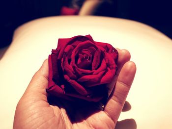 Close-up of hand holding rose