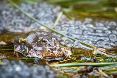 Close-up of frog in lake