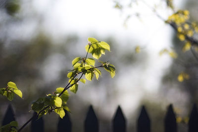 Close-up of yellow flowering plant
