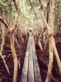 Trees in forest