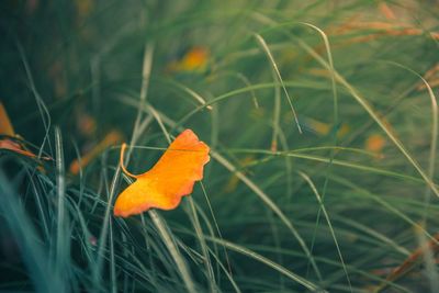 Close-up of orange leaf on field