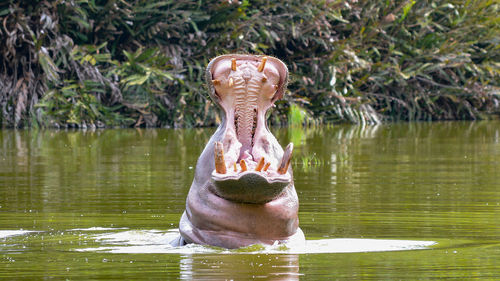 Close-up of hippopotamus with open mouth in lake