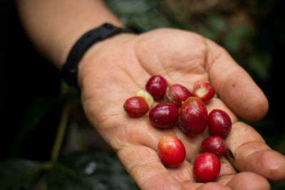 Cropped hand holding of raw coffee beans