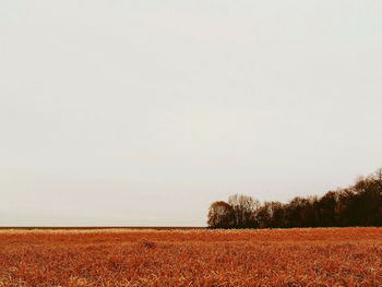 Scenic view of field against clear sky