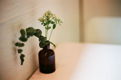Close-up of potted plant on table