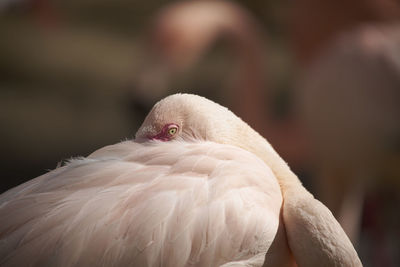 Close-up of swan