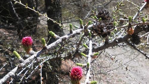 Close-up of flowers