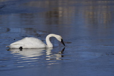 Birds swimming in lake