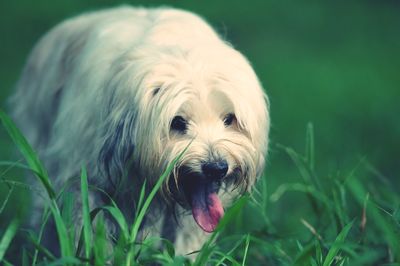 Close-up of dog on grass