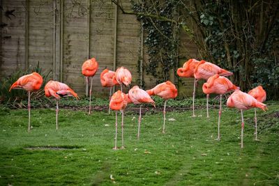 Flamingos standing on grass