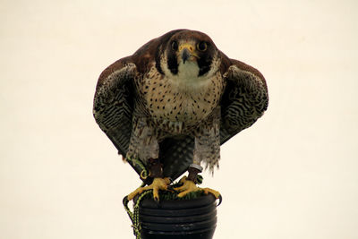 Close-up of harris hawk perching on wooden post against sky