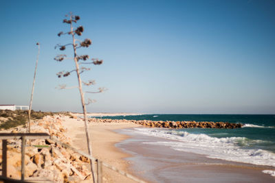 Scenic view of beach against clear sky