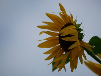 Low angle view of yellow flowering plant against clear sky