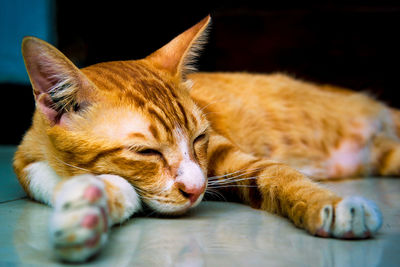 Close-up of cat sleeping