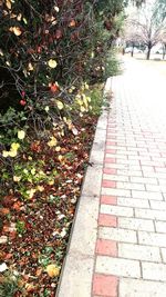 Footpath amidst leaves in park