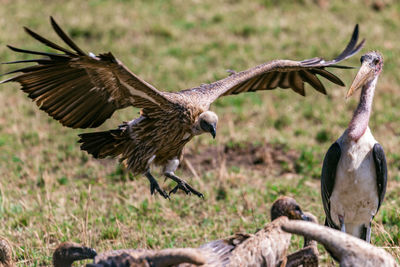 Bird flying in a field
