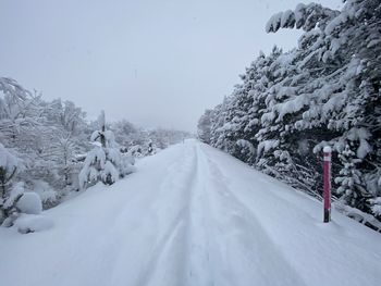 Snow covered road amidst trees against sky