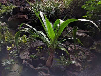 Close-up of fresh green plants