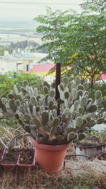 Close-up of potted cactus plant