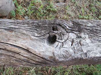 Close-up of log on tree stump