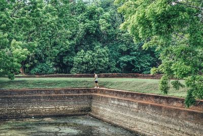 Scenic view of trees by water