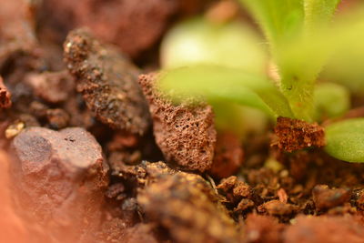 Close-up of plant